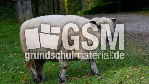 Shropshire-Schaf (4).jpg